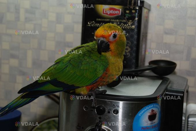 Аратинга продам попугая Аратинга продам попугая - VDALA.PRO