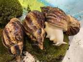 Улиточка Ахатина. Гиганские африканские улитки - VDALA.PRO - 1