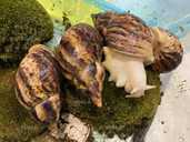 Улиточка Ахатина. Гиганские африканские улитки - VDALA.PRO - 2