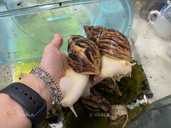 Улиточка Ахатина. Гиганские африканские улитки - VDALA.PRO - 3