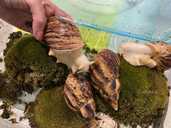 Улиточка Ахатина. Гиганские африканские улитки - VDALA.PRO - 4