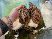 Улиточка Ахатина. Гиганские африканские улитки - VDALA.PRO - 5