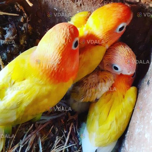 Попугайчики Неразлучники выкормыши - VDALA.PRO