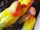 Попугайчики Неразлучники выкормыши - VDALA.PRO - 1