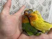 Попугайчики Неразлучники выкормыши - VDALA.PRO - 2