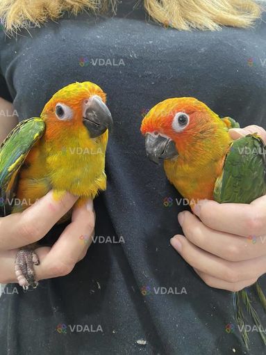 Аратинга Сонячний. Солнечный аратинга Аратинга Сонячний. Солнечный аратинга - VDALA.PRO