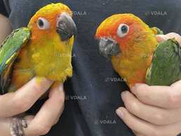 Аратинга Сонячний. Солнечный аратинга - VDALA.PRO