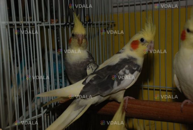 Папуги німфи Корелли. Пташенята Папуги німфи Корелли. Пташенята - VDALA.PRO