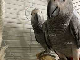 Ручной попугай серый африканский, вольеры для попугаев - VDALA.PRO