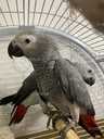 Ручной попугай серый африканский, вольеры для попугаев - 3 Ручной попугай серый африканский, вольеры для попугаев - VDALA.PRO - 3