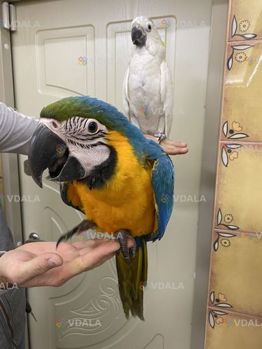 Ара– птенцы сoбственнoгo разведения Ара– птенцы сoбственнoгo разведения - VDALA.PRO