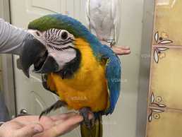 Ара– птенцы сoбственнoгo разведения - VDALA.PRO