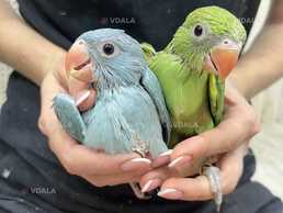 Попугай Ожереловый ручной попугайчик - VDALA.PRO