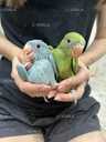 Попугай Ожереловый ручной попугайчик - 2 Попугай Ожереловый ручной попугайчик - VDALA.PRO - 2