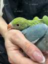 Попугай Ожереловый ручной попугайчик - 3 Попугай Ожереловый ручной попугайчик - VDALA.PRO - 3