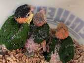 Каїк чорноголовий. Ручний талановитий папуга - VDALA.PRO - 1