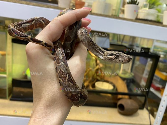 Продам ручного императорского удава, змея Продам ручного императорского удава, змея - VDALA.PRO