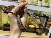 Продам ручного императорского удава, змея - 1 Продам ручного императорского удава, змея - VDALA.PRO - 1