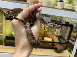 Продам ручного императорского удава, змея - VDALA.PRO