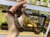 Продам ручного императорского удава, змея - 2 Продам ручного императорского удава, змея - VDALA.PRO - 2