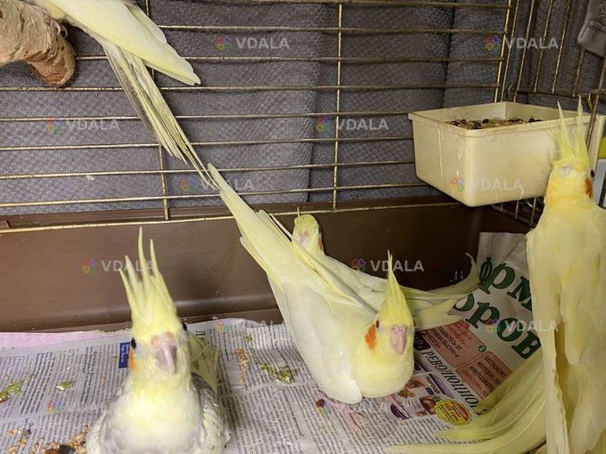 Щокаті та безщоки молоді ручні корели - VDALA.PRO