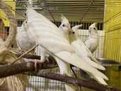 Щокаті та безщоки молоді ручні корели - VDALA.PRO - 5