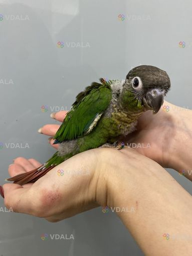 Пірура. Вигодованці. Різне забарвлення Пірура. Вигодованці. Різне забарвлення - VDALA.PRO