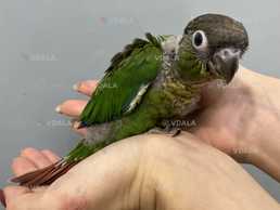 Пірура. Вигодованці. Різне забарвлення - VDALA.PRO