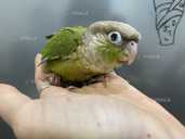 Пірура. Вигодованці. Різне забарвлення - 5 Пірура. Вигодованці. Різне забарвлення - VDALA.PRO - 5