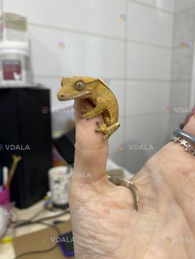 Малюки Бананоїди Малюки Бананоїди - VDALA.PRO