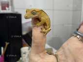 Малюки Бананоїди - 1 Малюки Бананоїди - VDALA.PRO - 1