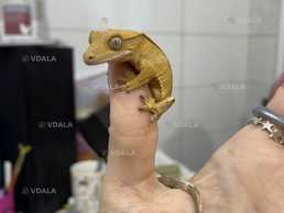 Малюки Бананоїди - VDALA.PRO