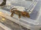 Малюки Бананоїди - 2 Малюки Бананоїди - VDALA.PRO - 2