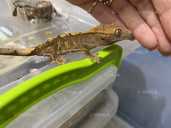 Малюки Бананоїди - 4 Малюки Бананоїди - VDALA.PRO - 4