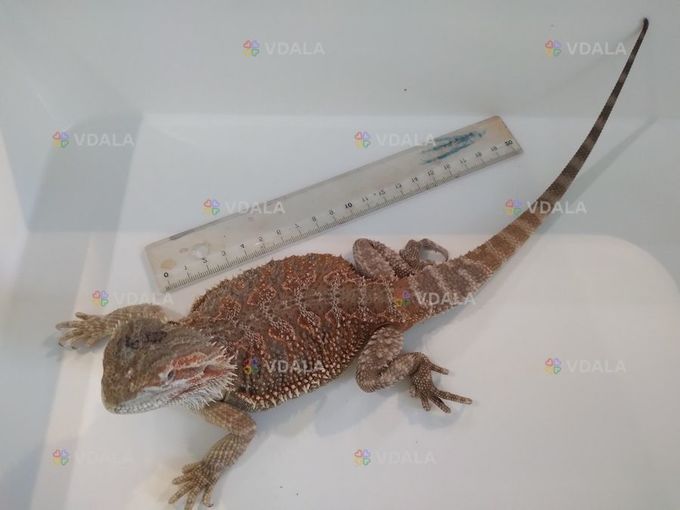 Кольорові агами Кольорові агами - VDALA.PRO