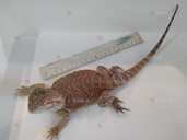 Кольорові агами - 1 Кольорові агами - VDALA.PRO - 1