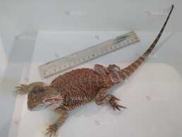 Кольорові агами - VDALA.PRO