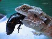 Кольорові агами - 6 Кольорові агами - VDALA.PRO - 6