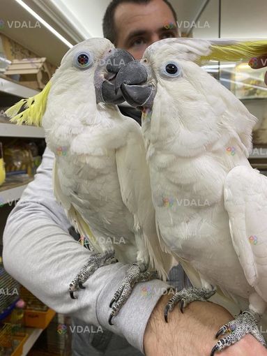 Розмовляючий какаду Розмовляючий какаду - VDALA.PRO
