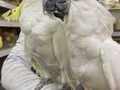 Розмовляючий какаду - 1 Розмовляючий какаду - VDALA.PRO - 1