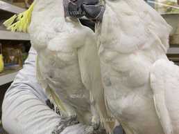 Розмовляючий какаду - VDALA.PRO