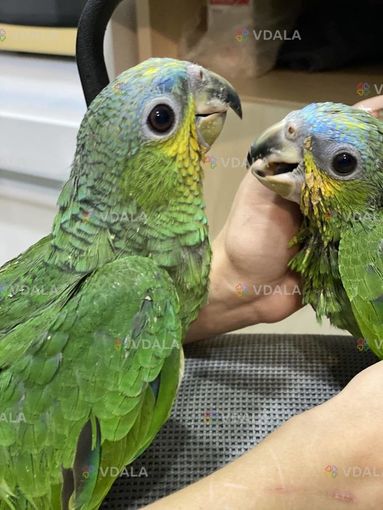 Синьолобий амазон - розумник і красень Синьолобий амазон - розумник і красень - VDALA.PRO