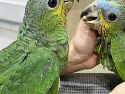 Синьолобий амазон - розумник і красень - VDALA.PRO