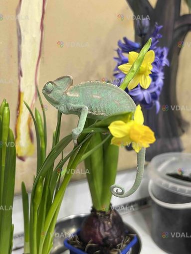Хамелеони. Різні види Хамелеони. Різні види - VDALA.PRO