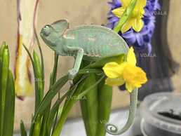 Хамелеони. Різні види - VDALA.PRO