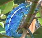 Хамелеони. Різні види - 5 Хамелеони. Різні види - VDALA.PRO - 5