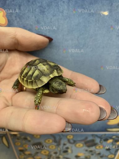 Балканські черепахи. Малюки Балканські черепахи. Малюки - VDALA.PRO