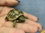 Балканські черепахи. Малюки - 1 Балканські черепахи. Малюки - VDALA.PRO - 1