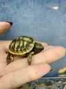 Балканські черепахи. Малюки - 4 Балканські черепахи. Малюки - VDALA.PRO - 4