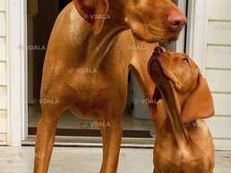 Венгерская выжла. - VDALA.PRO